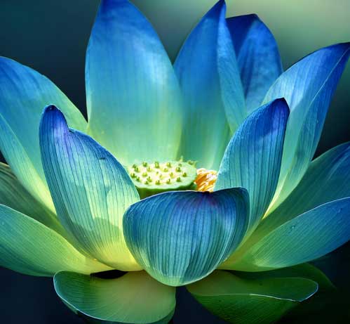transformational-healings